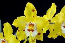 gelbe orchidee gebraucht kaufen gelbe orchidee gebraucht kaufen Burscheid