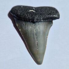 Dente fossile squalo usato  Nonantola