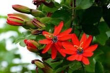 Passiflora manicata passiflora usato  Reggio Calabria
