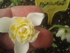Galanthus lady elphinstone gebraucht kaufen  Trinwillershagen