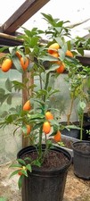plantas comprar usado plantas comprar usado Enviando para Brazil