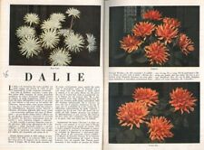 Floricoltura berrone dalie. usato  Italia