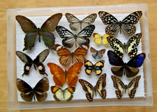 Box 16x butterfly for sale  LIVERPOOL