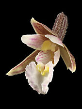 Epipactis palustris sumpf gebraucht kaufen  Feucht