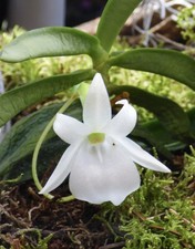 Angraecum equitans miniature for sale  Indianapolis