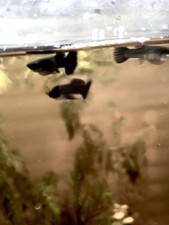 black moscow guppy pair for sale black moscow guppy pair for sale West Palm Beach