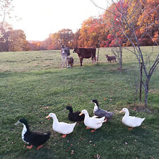 Ducks hatching eggs for sale  Harmony