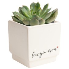 Mini succulent live for sale  Cedar Rapids