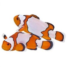 bubble tip anemone for sale  Haslet