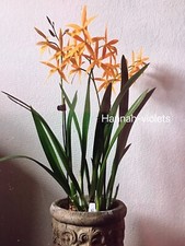 Cattleya orchid golden for sale  Cedar Park