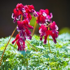 Easy grow dicentra for sale  Milwaukee