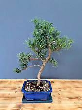 Bonsai zimmerbonsai steineibe gebraucht kaufen  Böhl-Iggelheim