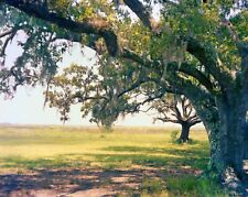 Live oak tree for sale  Las Cruces