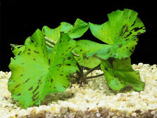 Nymphaea green lotus for sale  NEWTON ABBOT