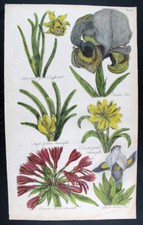 1757 stampa antica usato  Urbino