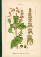 Lithographie wald ziest gebraucht kaufen  Sibbesse