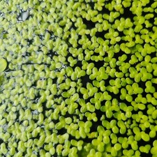 Duckweed hundreds individual for sale  SCARBOROUGH