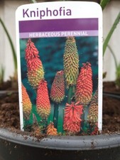 Red hot poker. for sale  STOKE-ON-TRENT