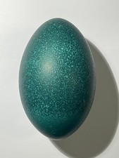 Ausgeblasenes emu grün gebraucht kaufen  Nentershausen