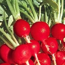 Champion radish seeds for sale  Minneapolis