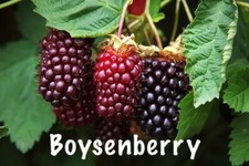 Boysenberry plant one for sale  Fresno