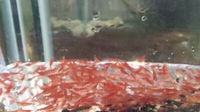 Nice red cherry for sale  La Mesa