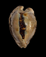 Shell CYPRAEA TEULEREI Omã 62,3 mm # GIGANTE PADRÃO comprar usado  Enviando para Brazil