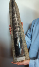 Fossile gigante orthoceras usato  San Severino Marche
