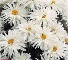 Chrysanthemum crazy daisy for sale  BELLSHILL