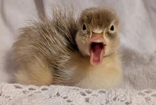 Bym duck hatching for sale  Byron