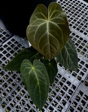 Anthurium ray showy for sale  Redwood City
