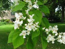 Catalpa bignonioides pot for sale  CRANBROOK