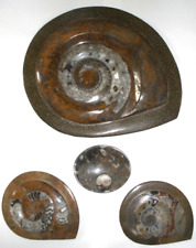 Polished ammonite jurassic for sale  STAFFORD