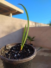 Medjool date palm for sale  Rio Rico