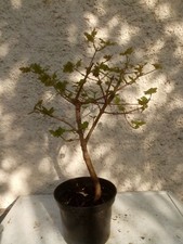 Bonsai érable champêtre d'occasion  Blagnac
