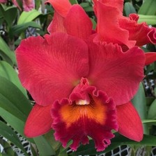 Rlc.fire jewel volcano for sale  Sebring