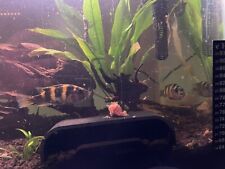 South american cichlids for sale  Miami