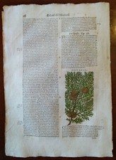 Stampa antica erbario usato  Lecco