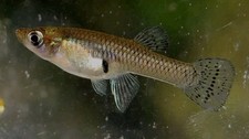 100 live guppy for sale  Beaver Dam