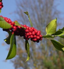 Fruchtende stechpalme ilex gebraucht kaufen Fruchtende stechpalme ilex gebraucht kaufen  Bad Zwischenahn