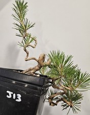 Japanese black pine for sale  Philadelphia