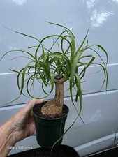 Ponytail palm stump for sale  Canton
