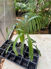palm tree 10 for sale palm tree 10 for sale Port Saint Lucie