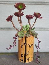 Live beautiful succulent for sale  San Francisco