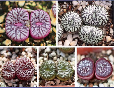 Conophytum obcordellum mix for sale  BEXHILL-ON-SEA