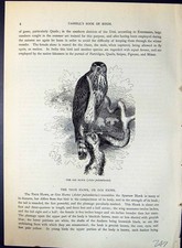 Antique print gos for sale  UK