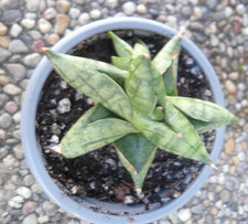 Sansevieria manee selten gebraucht kaufen Sansevieria manee selten gebraucht kaufen  Rheinstetten