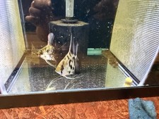 fish angelfish guppy for sale fish angelfish guppy for sale Seattle