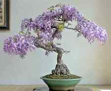 Chinese wisteria bonsai for sale  Marietta
