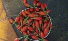 125 gojiberry seeds for sale  Cross Hill